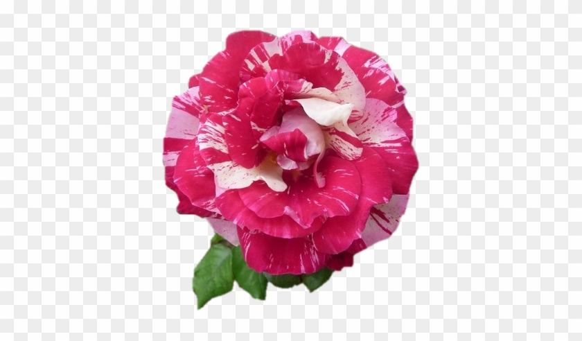 Tubes Roses - Common Peony #1214821