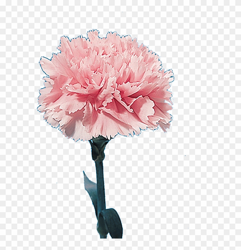 Carnation - " - Anjer Inc #1216776