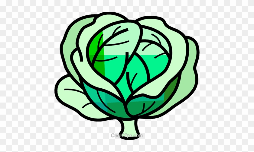 cabbage drawing