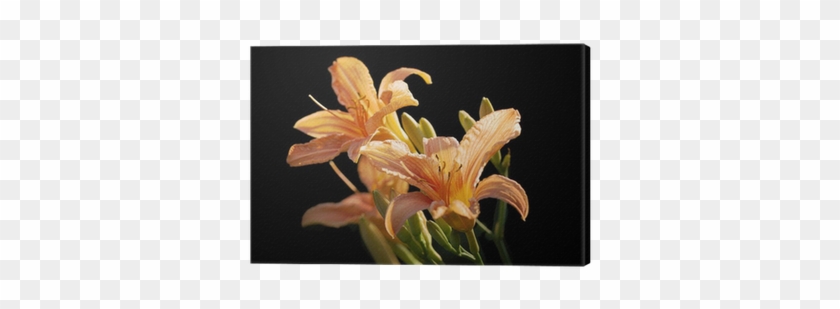 Daylily #1218118