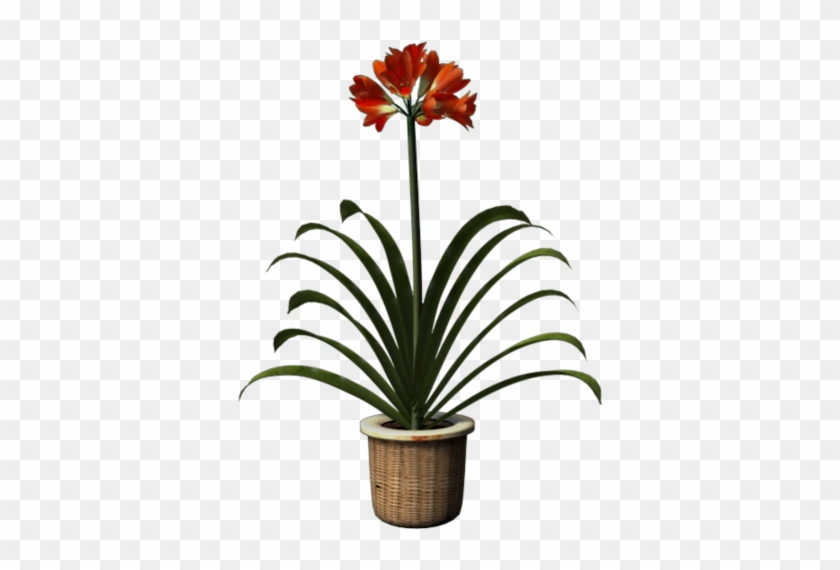 Partager - - Bromelia #1218150