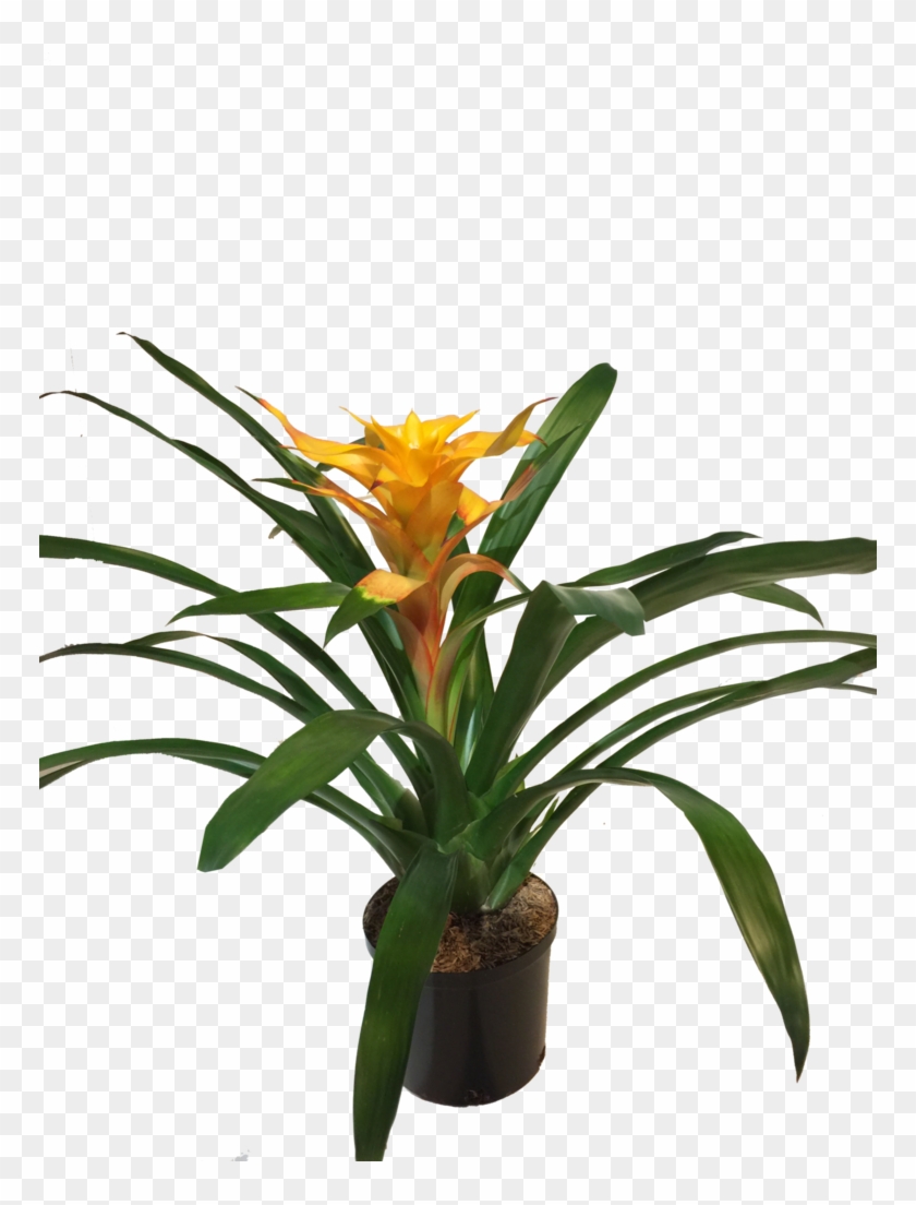 Guzmania Samba - Bromelia #1218196