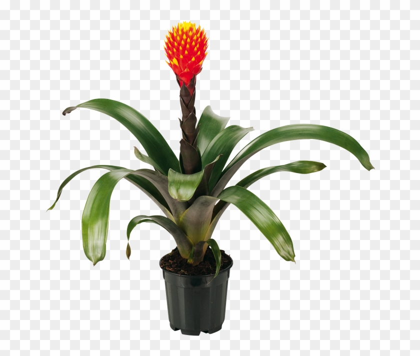 14cm Guzmania Conifera - Guzmania Conifera #1218205