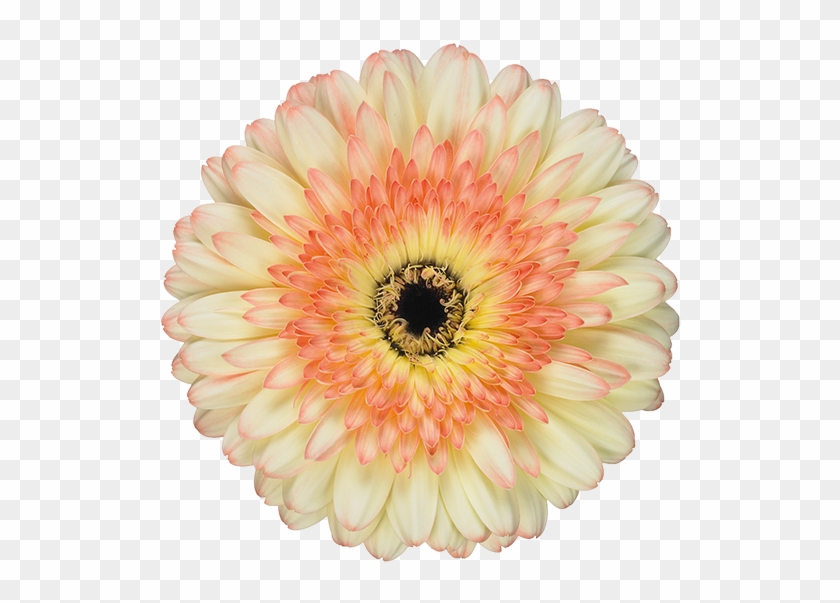 Standard Gerbera - Alain Ducasse #1220934