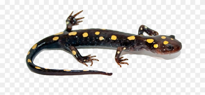 Salamander Transparent - Salamander Png #1221713