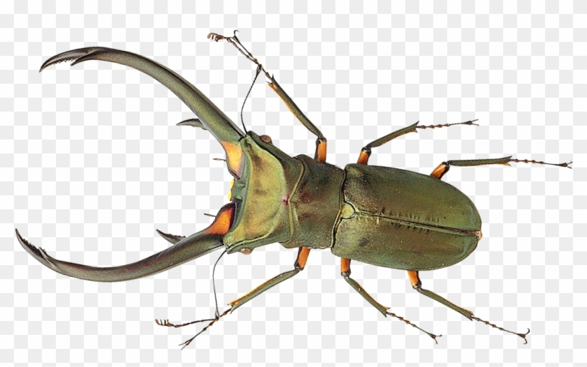 Bug Png Transparent Image Pngpix - Bug Png #1221744