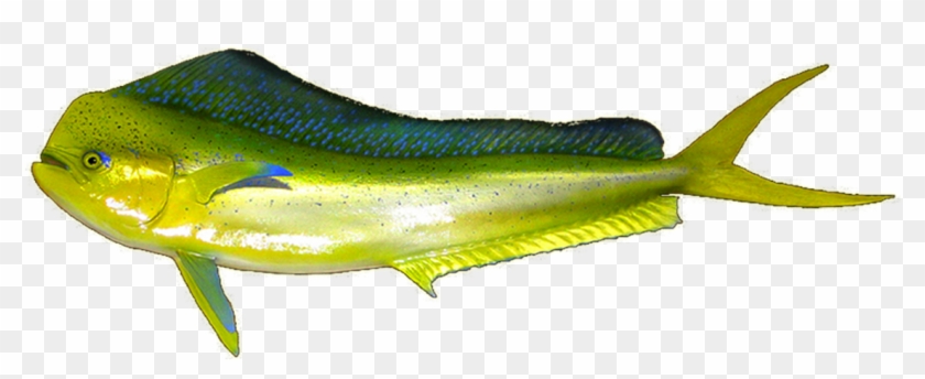 Mahi Mahi For Kids - Billfish #1221974