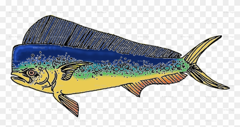 Sailfish #1222019