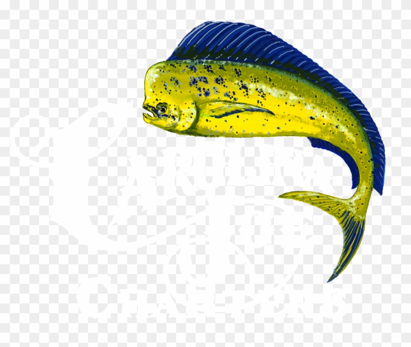 mahi mahi clipart