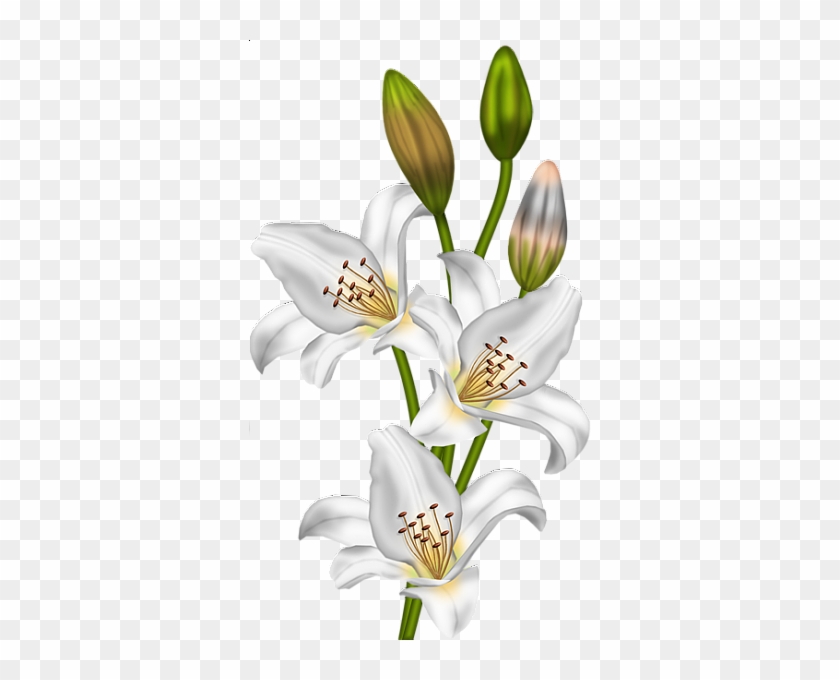 Lilium Regale Clipart - Lilium White Png #1226818