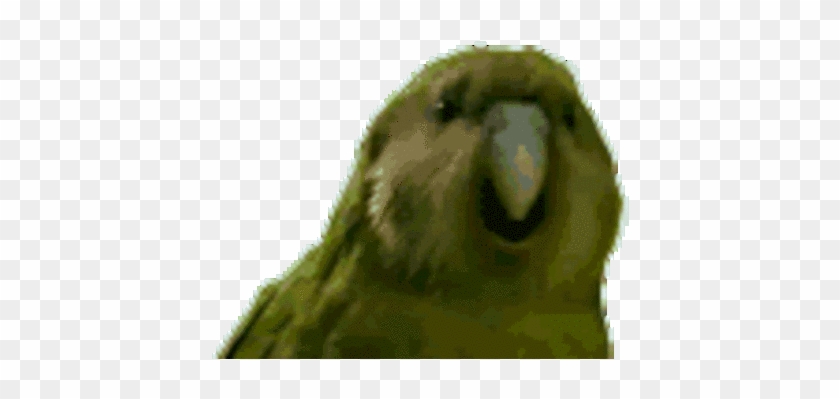 Rareparrot - Rareparrot Gif #1227003