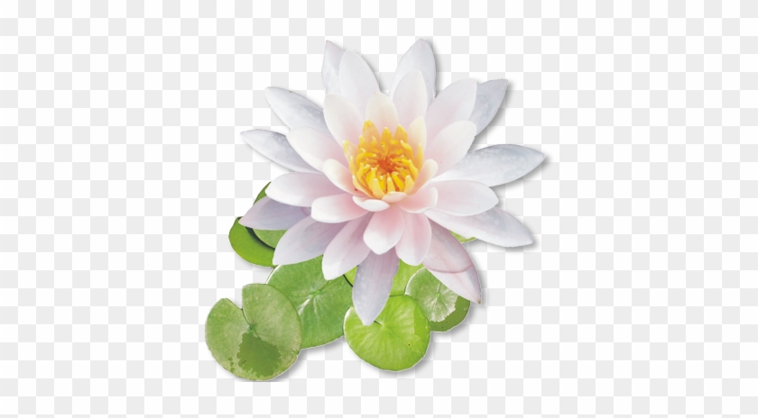 Flower Png #1227047