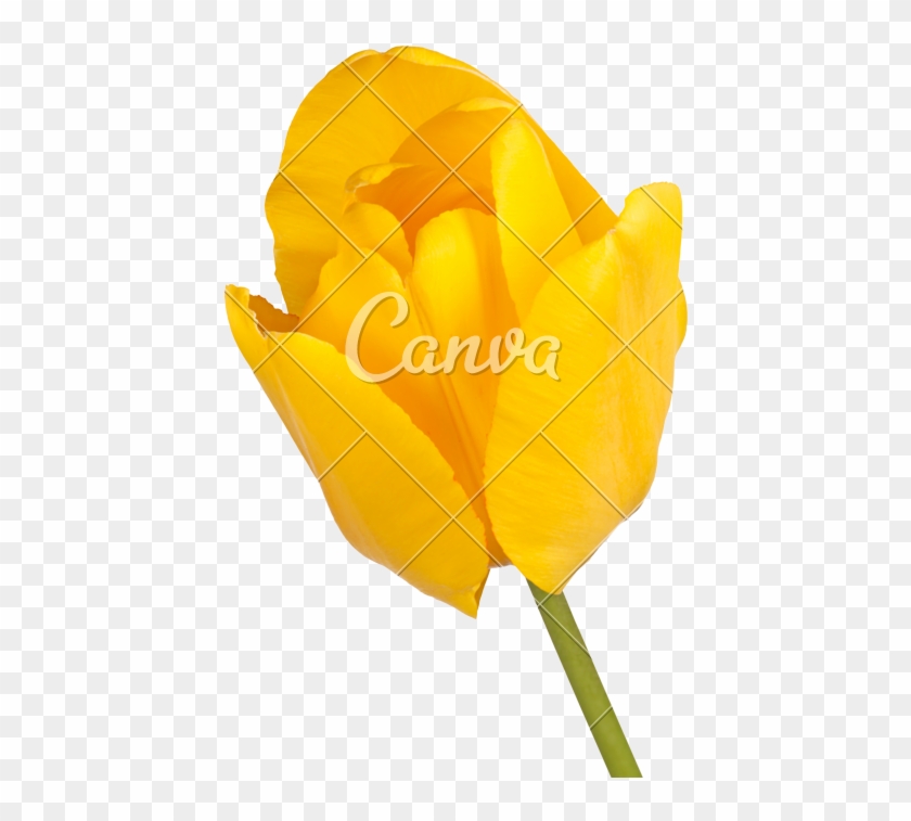 Flower Of A Yellow Tulip - Tulip #1227094