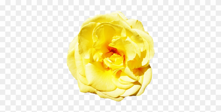 Yellow Rose With Leaves, Head Of Yellow Rose Clipart - Garden Roses #1227118