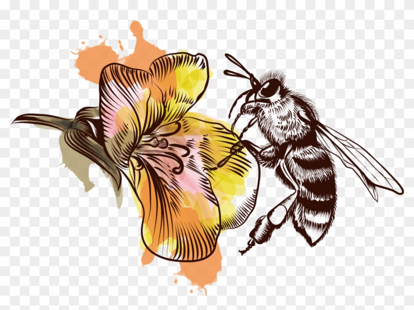 Honey Bee Illustration - Honey Bee #1228504