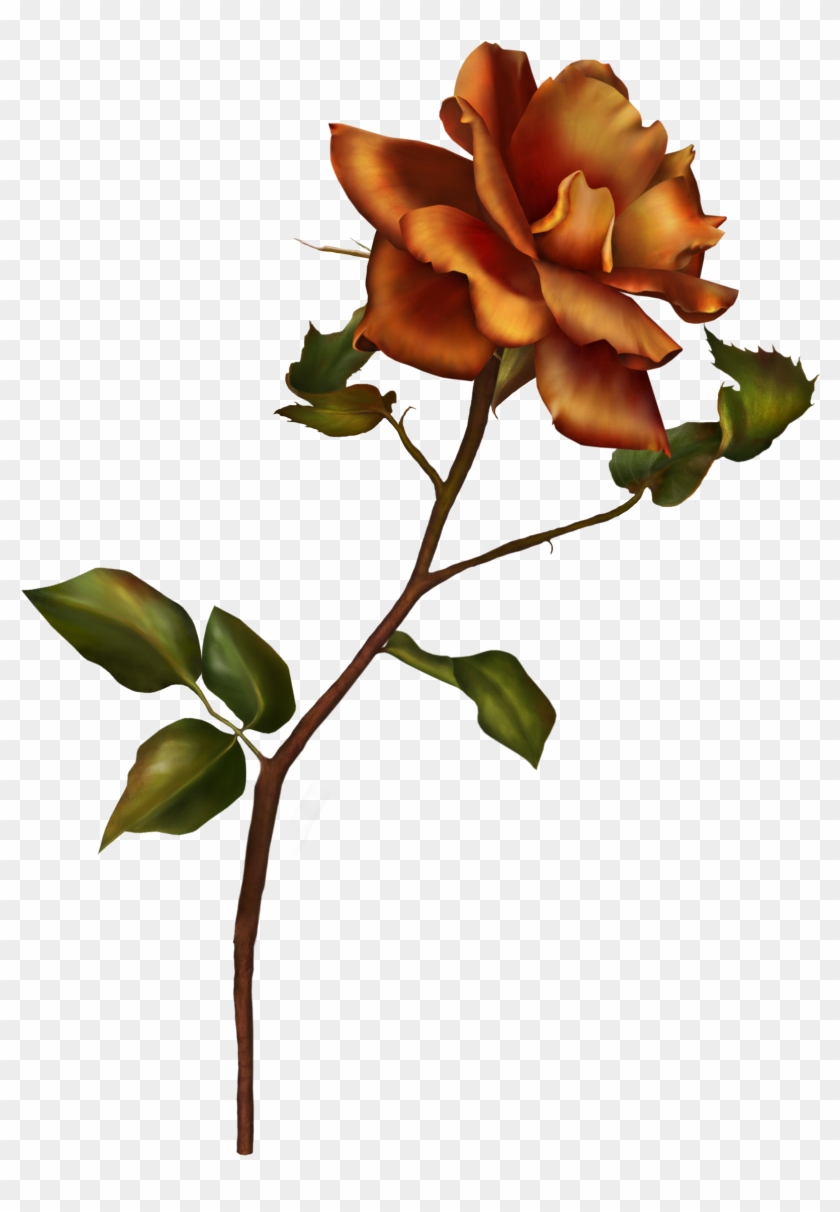 Rose Stem By Autumns-muse - Garden Roses #1229012