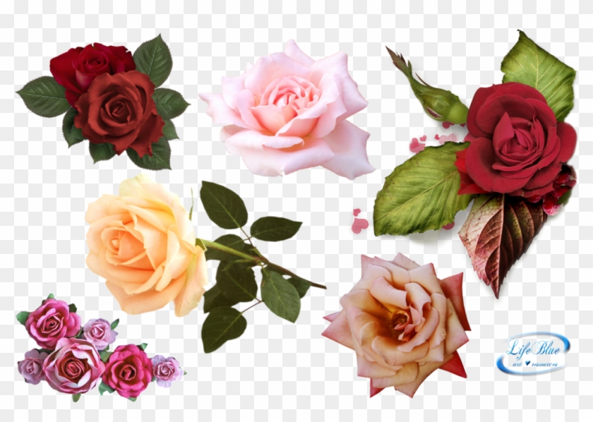 Png By Lifeblue - Deviantart Rose Set Pnd #1229022