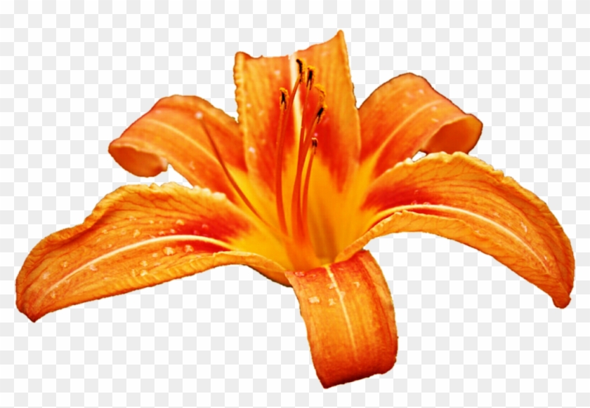 Orange Lily Clipart - Clip Art #1230293