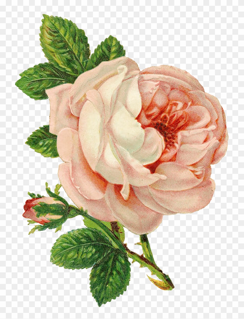Hãy ngắm nhìn bộ sưu tập hoa vintage tuyệt đẹp, từ những bông hoa hồng, hoa cúc, hoa cẩm tú cầu cho đến những loài hoa độc đáo trên nền trắng tinh khôi. L\'art de faire fleurir la vie - nghệ thuật làm rực rỡ cuộc sống bằng hoa.