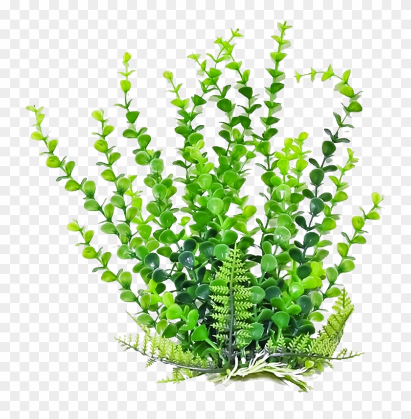 Plants Clipart Photos Png - Plants Clipart #1231894