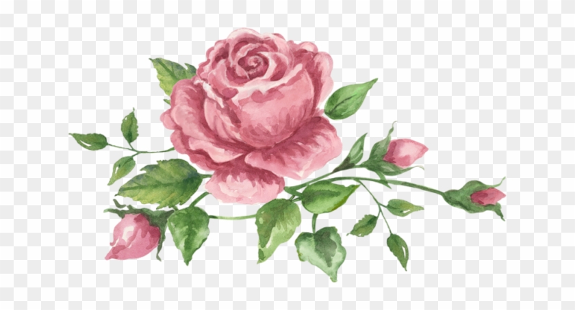 Png Gül Resimleri, Harika Png Gül Resimleri, Süper - Garden Roses #1232118