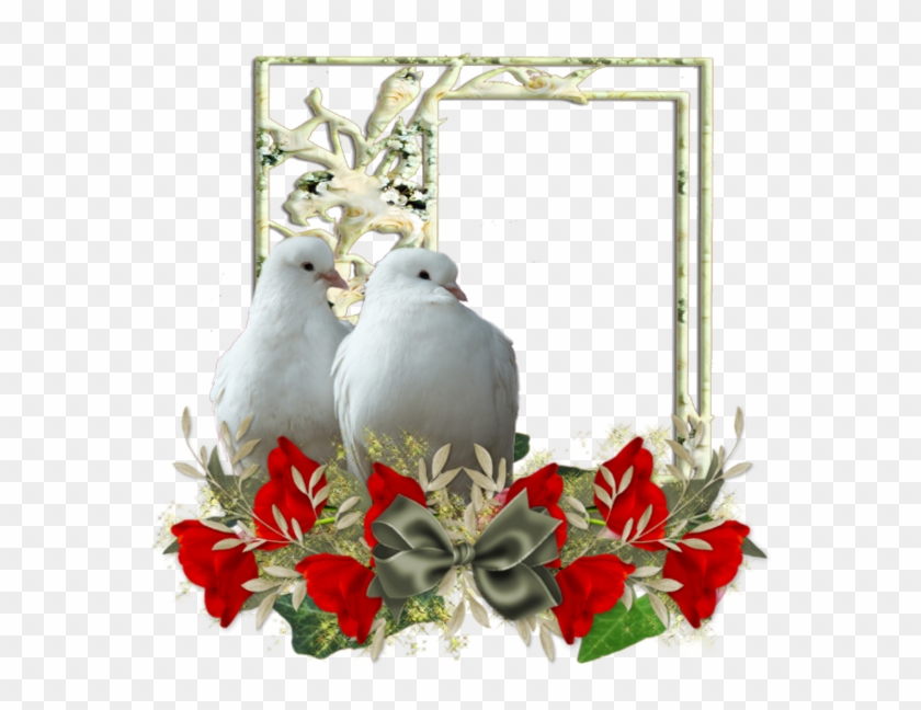 Tubes Beautiful Doves Two Png - Pigeons And Doves #1233314