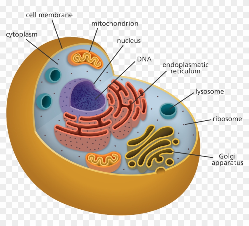 chromosome in animal cell model