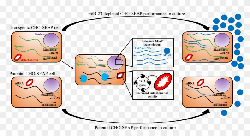 Biogen Idec Clip Art - Diagram #1233831