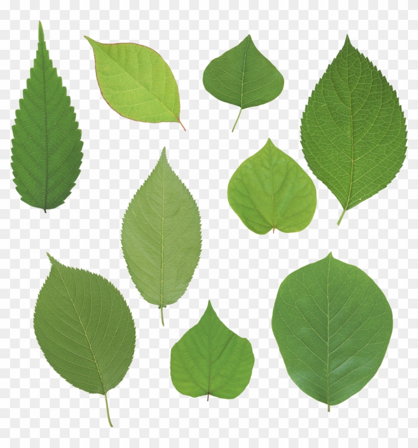 Green Leaves - Листья Сирени Png #1235387