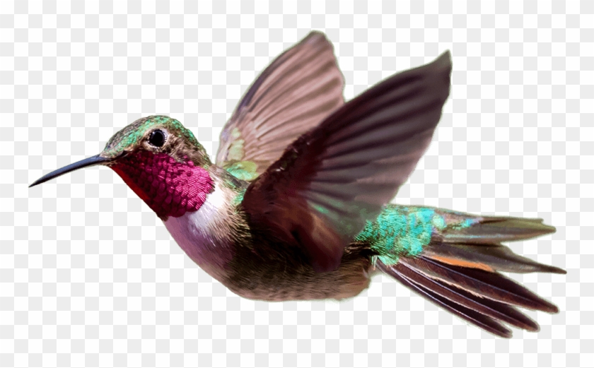 Christopher Tucker Picture - Hummingbird Png #1236144