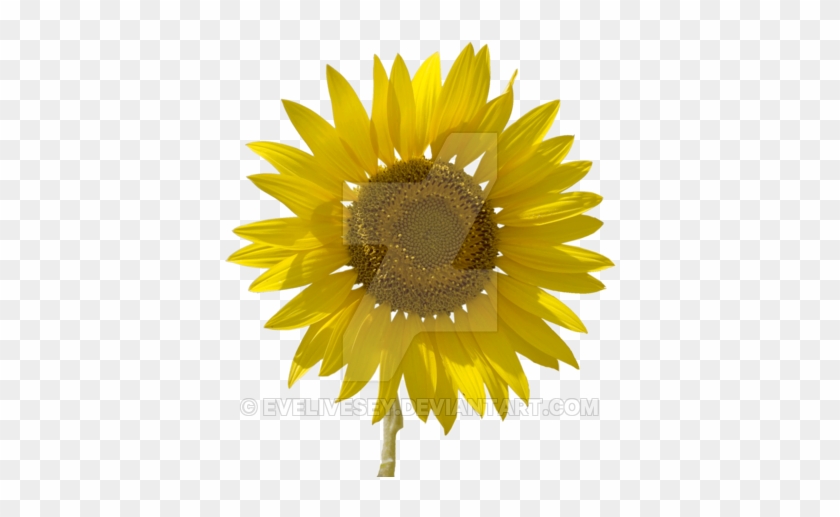 Sunflower Png By Evelivesey - ดอก เยอ บี ร่า สี เหลือง #1237361