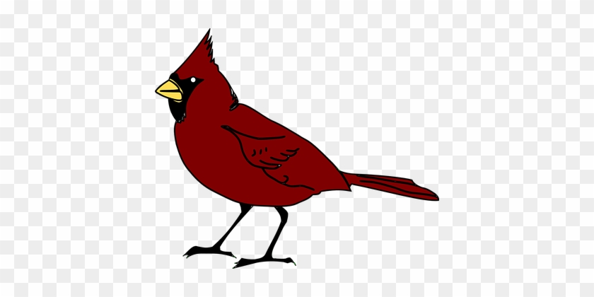 Cardinal Bird Beak Species Red Wildlife So - Free Clip Art Bird #1238635