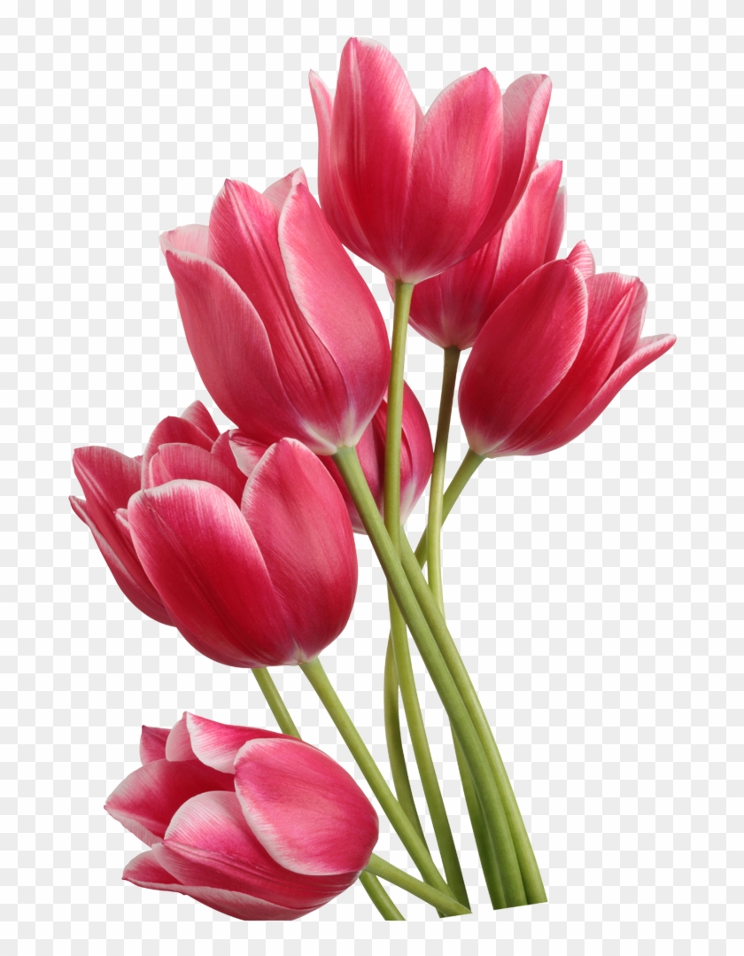 tulipa dance line clipart