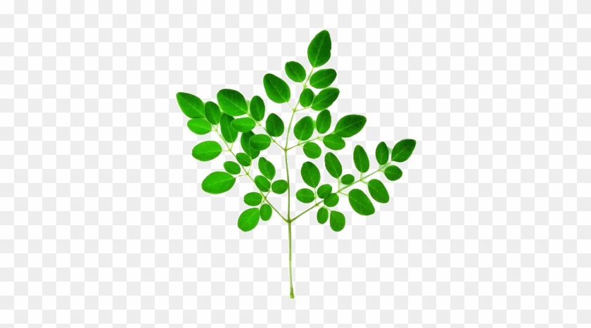 Every Part Of The Moringa Tree Can Be Used In Medical - Moringa Leaf Png #1244221