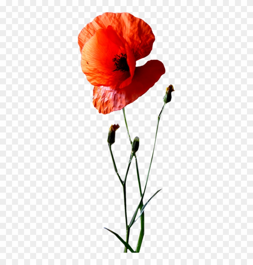 Corn Poppy #1244558