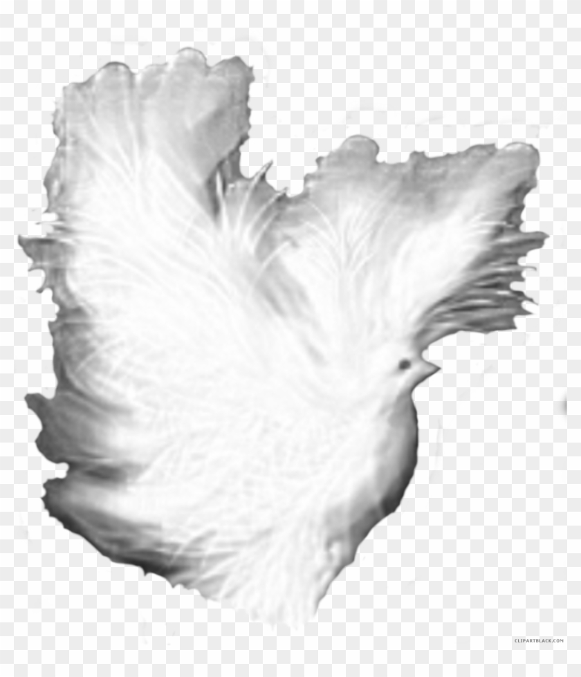 White Dove Animal Free Black White Clipart Images Clipartblack - Phasianidae #1245329