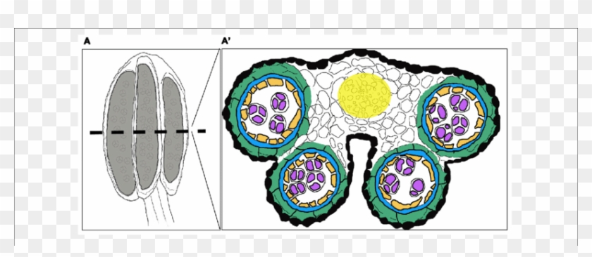 Overview Of A Stage 7 Stamen And Its Internal Composition - Circle #1248039