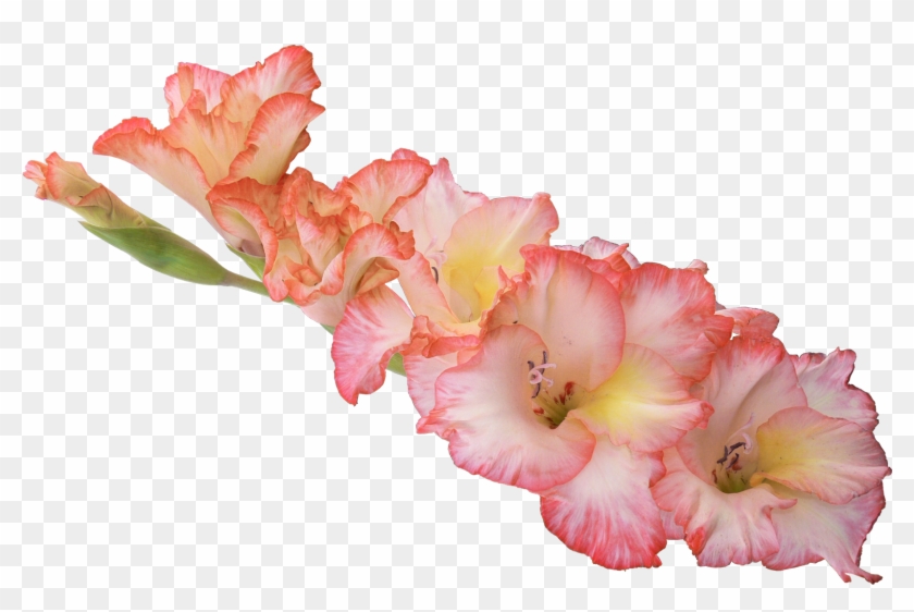 Gladiolus Png Hd - Гладиолус Пнг #1250218