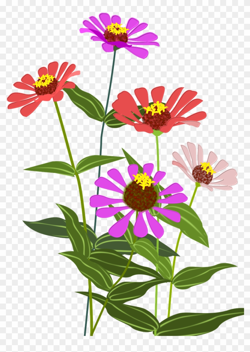 Zinnia Flowers Pink Png Image - Zinnia Png #1250221