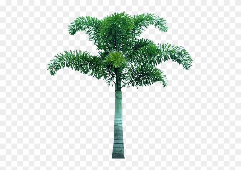 Palm Tree Png Png Image - Tree Png For Picsart #1250487