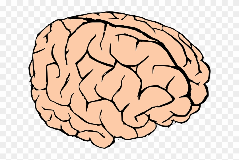 Free Human Brain Clip Art - Coloring Book #1255062