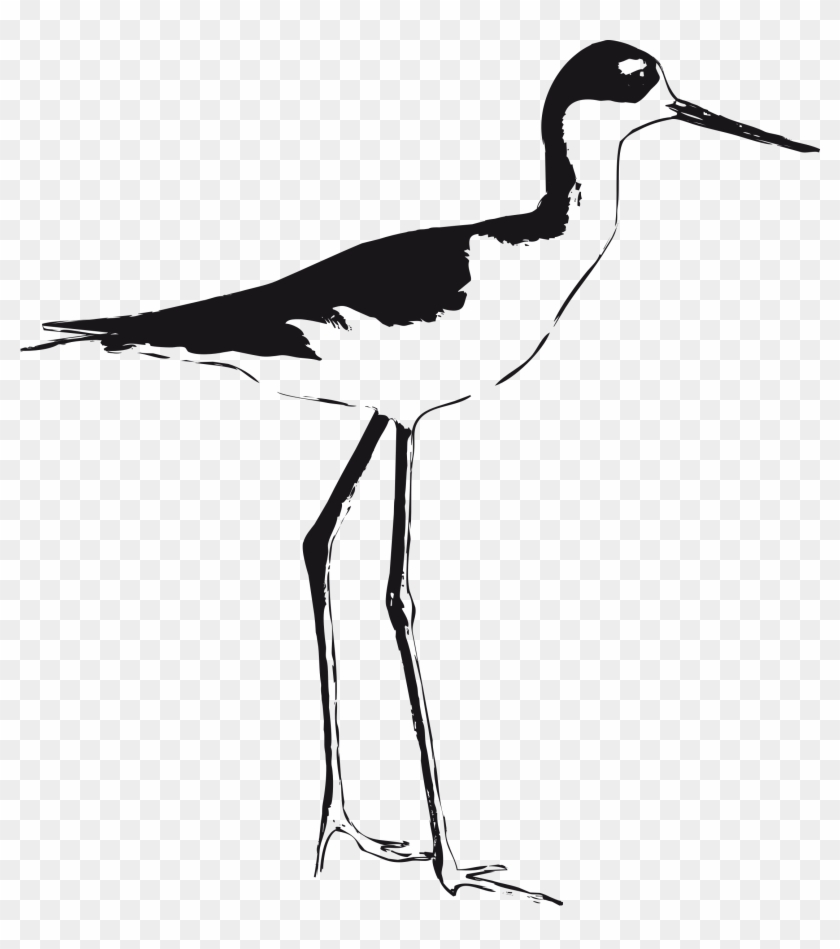 Big Image - Stilt Birds Illustrations #1257011