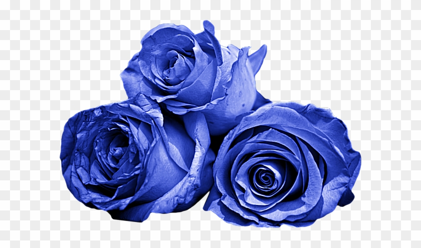 Blue Roses - Garden Roses #1257053