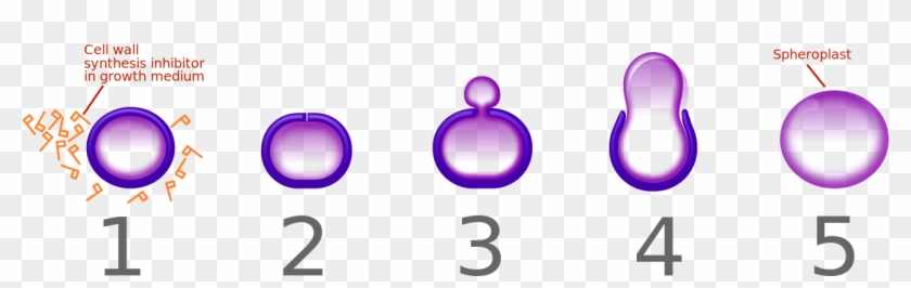 Penicillin Spheroplast Generation Horizontal - Penicillin #1258998