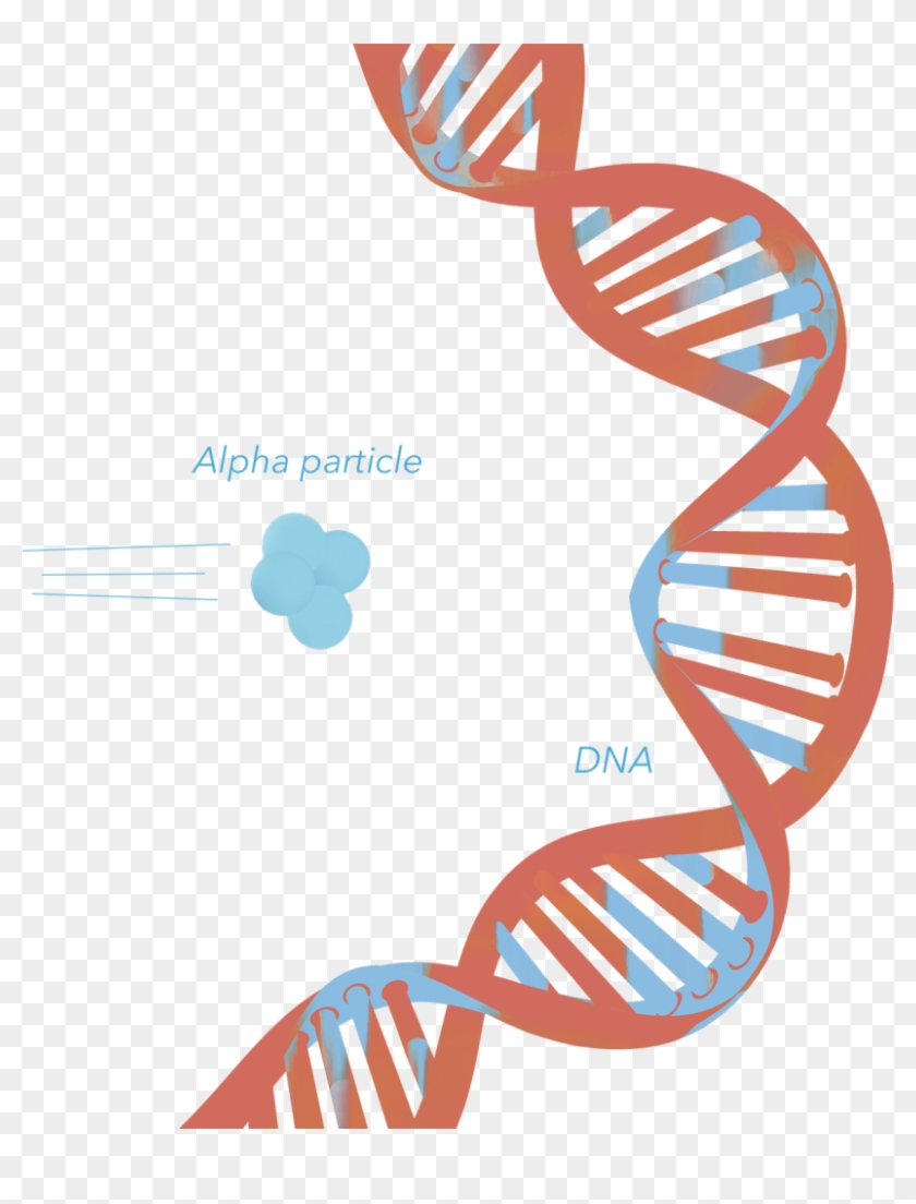 Dna Alpha Particle Collision - Türev Yayınları 8. Sınıf Teog Fen Bilimleri Soru Bankası #1260653