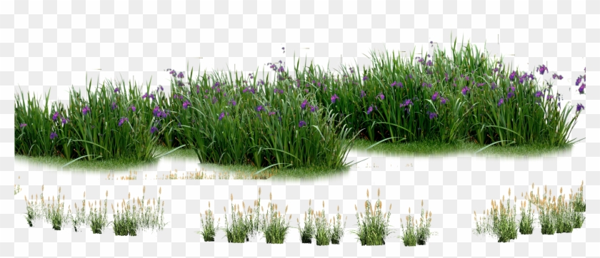 Landscaping Computer File - Grama Png #1260802