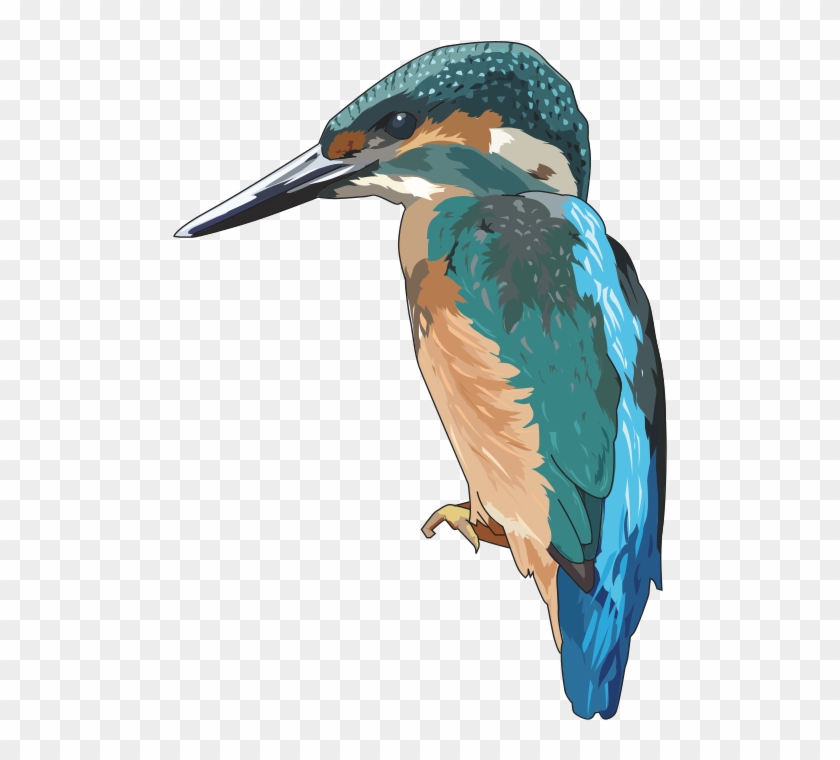 Medium Image - Kingfisher Png #1263832