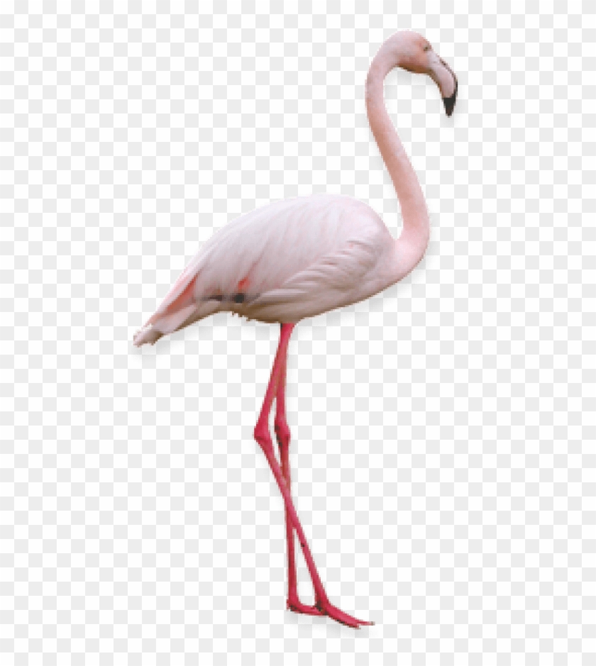 Free Png Flamingo Png Images Transparent - Фламинго Пнг #1263968