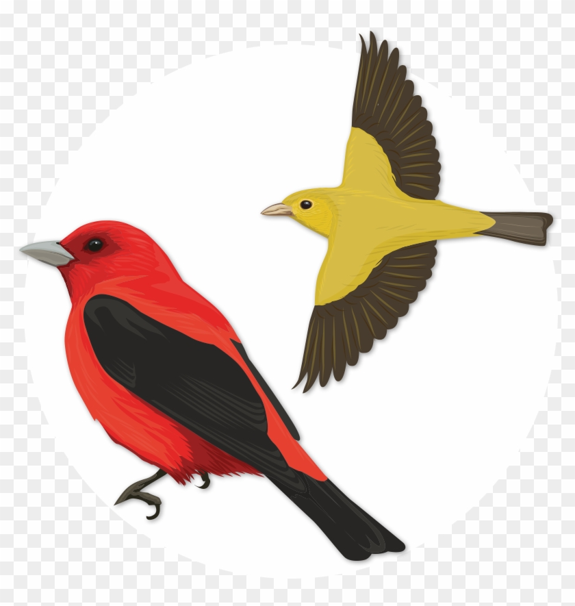 Scarlet Tanager - Scarlet Tanager #1264214