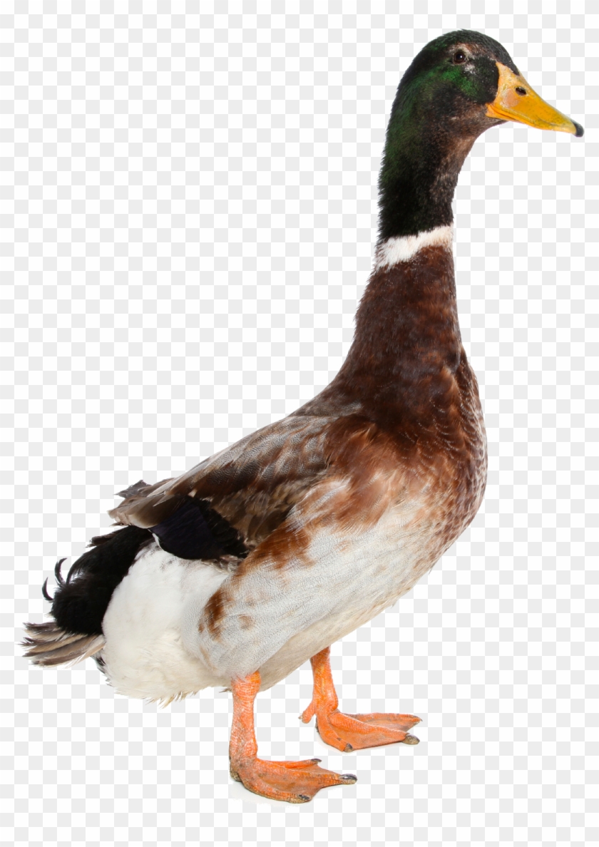 Download Png Image Report - Duck Transparent Background #1264380